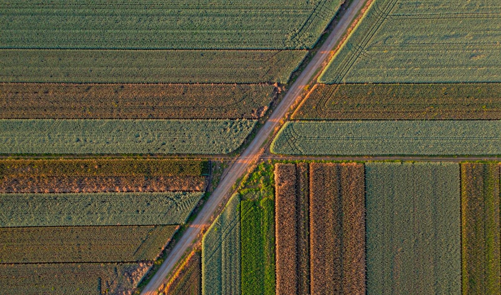 航拍的规模化农田，作物条带与田间道路