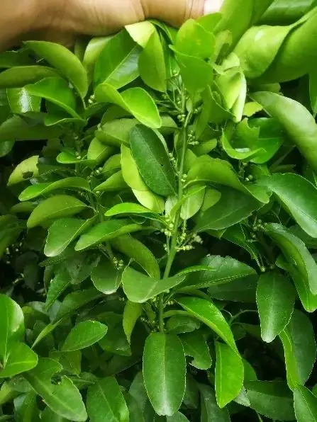 海施康+溉美特柑橘保花保果显身手