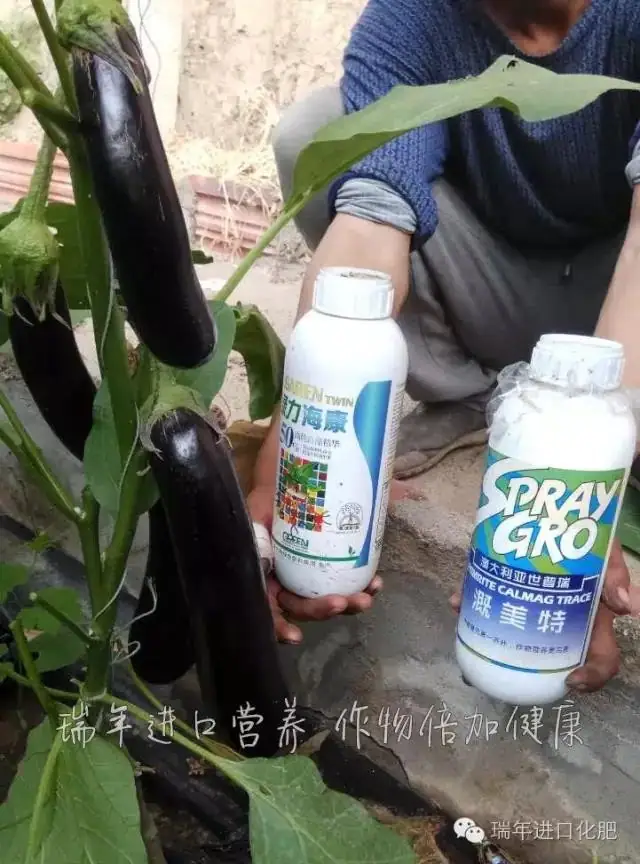 用绿力海康，茄子乌黑靓丽有光泽