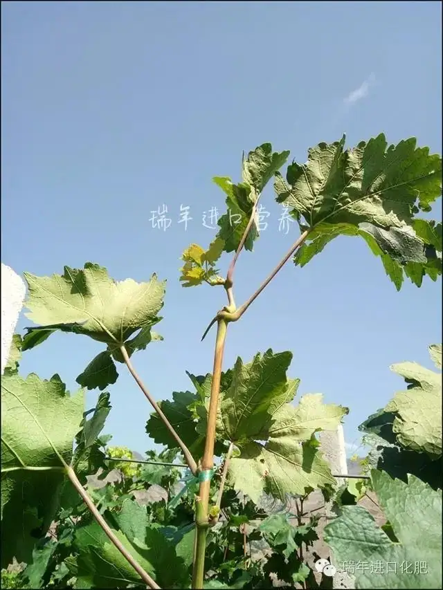 绿力M100有助葡萄木质化