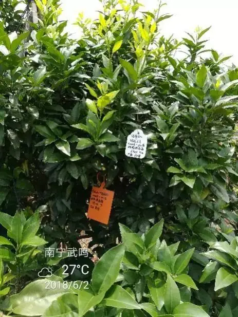 铠佳620+铠佳铜 强强联手 共抗溃疡
