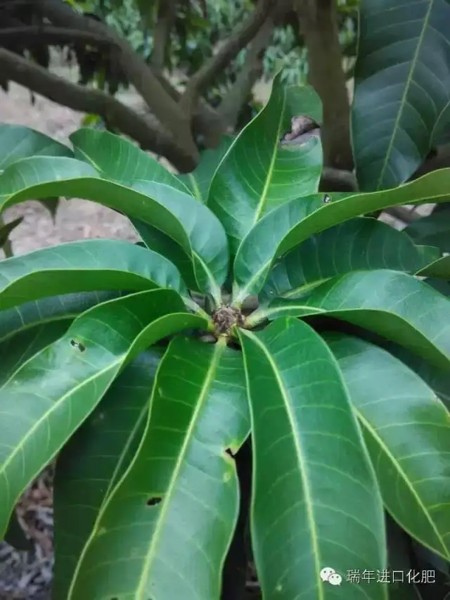 绿力倍健对芒果催花效果显著