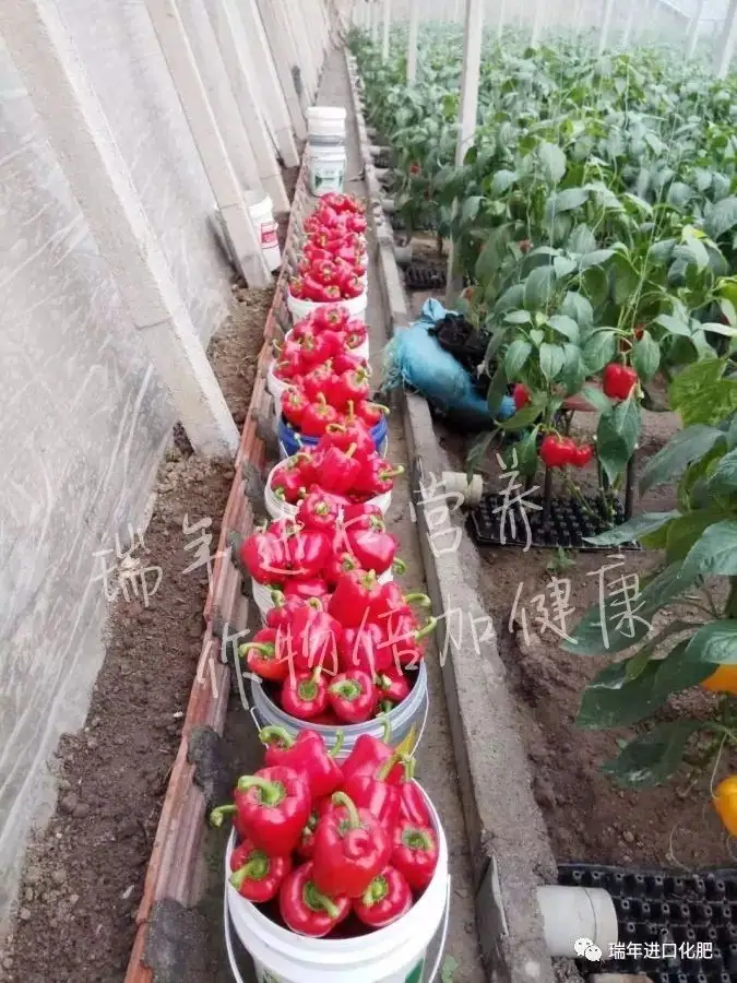 寿光菜农使用瑞年进口营养套餐获得好收成