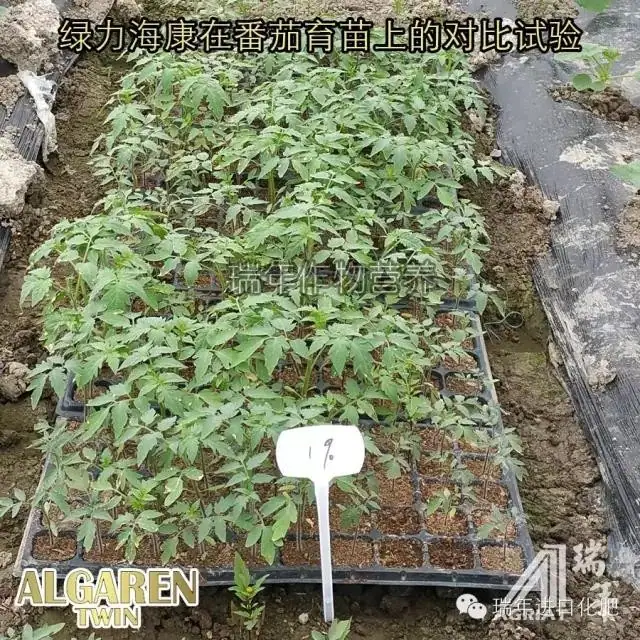 [试验]绿力海康能有效促进番茄苗根系生长，提高苗的强壮性
