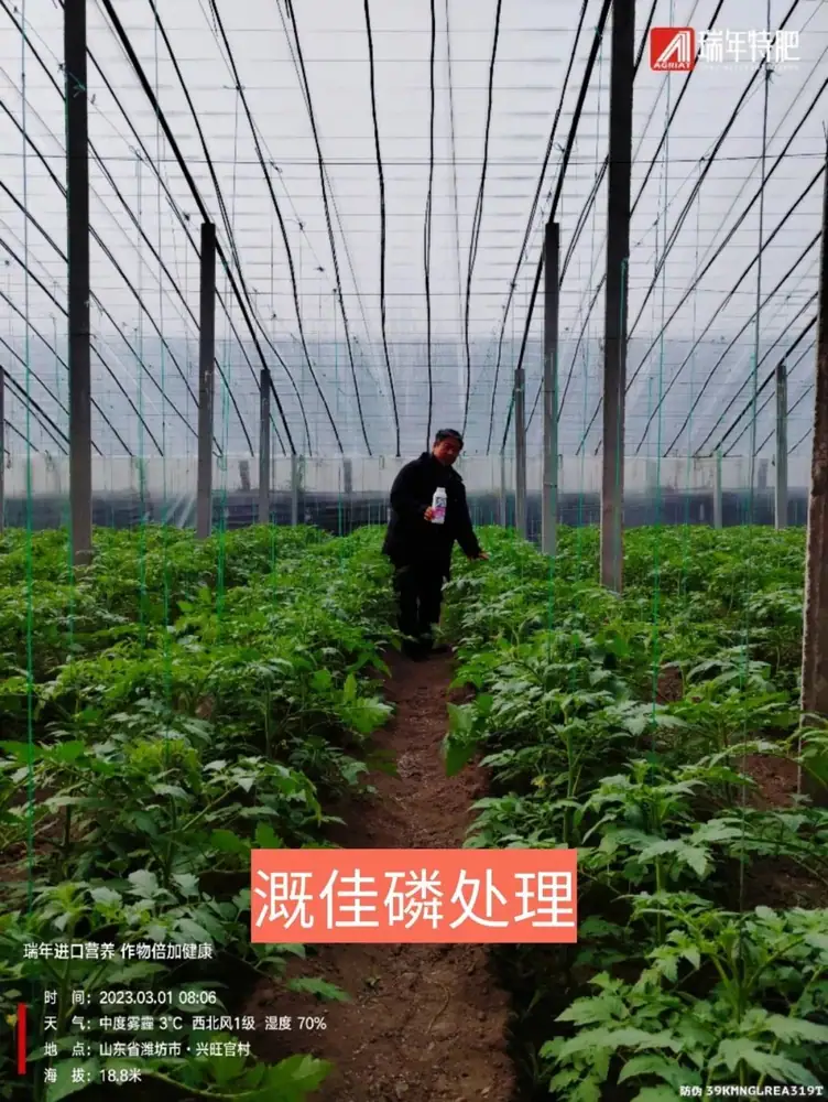 溉佳磷番茄试验:开花大、果柄粗、新根多