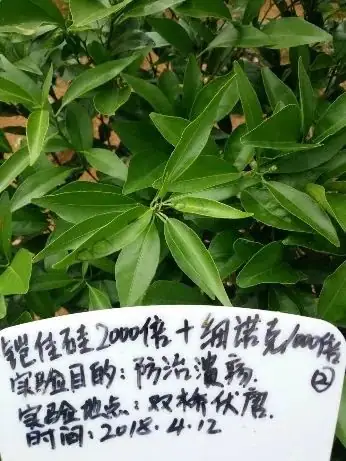 铠佳硅为您的柑橘生长保驾护航