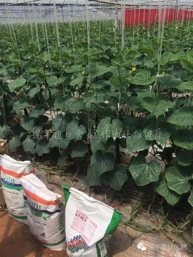 绿力套餐展神奇 黄瓜产量节节高