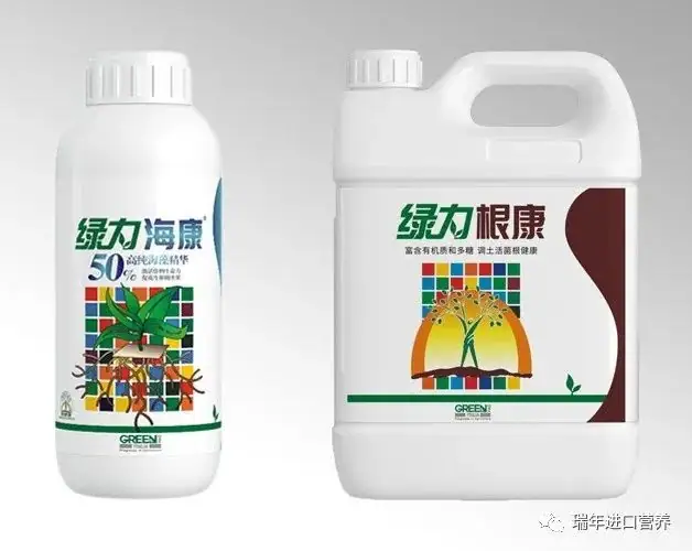 瑞年技术团队助力平度精品樱桃番茄