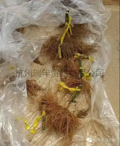 杭州瑞年访问以色列农业研究中心