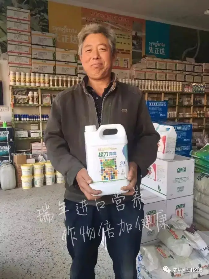 寿光菜农使用瑞年进口营养套餐获得好收成