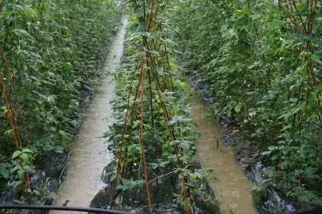 陕西农户应用铠佳620在红枣转色上