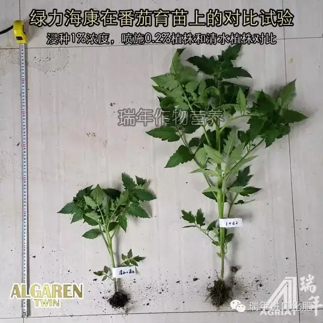绿力海康在番茄育苗试验2—促生长促开花