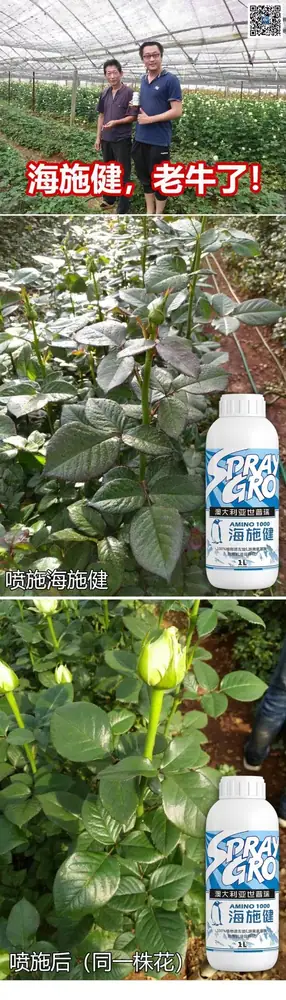 海施健玫瑰促花实验报告