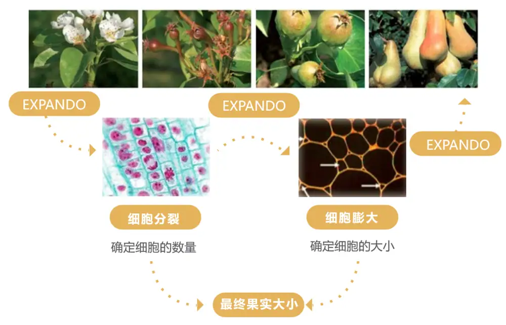 益膨达——果实自然膨大，更多A级果