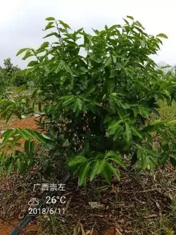 铠佳620防治柑橘溃疡病案例
