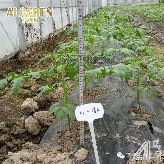 绿力海康在番茄育苗试验2—促生长促开花
