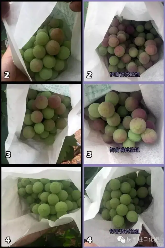 绿力钙富磷葡萄转色增甜试验-实地照片对比
