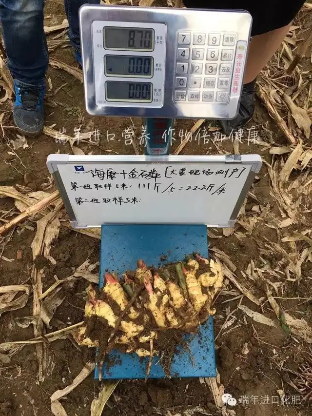 杭州瑞年举办大姜全程套餐测产观摩会