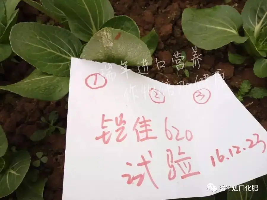 云南菜农使用铠佳620，有效预防霜霉病