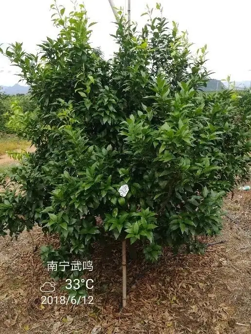铠佳620+铠佳铜 强强联手 共抗溃疡
