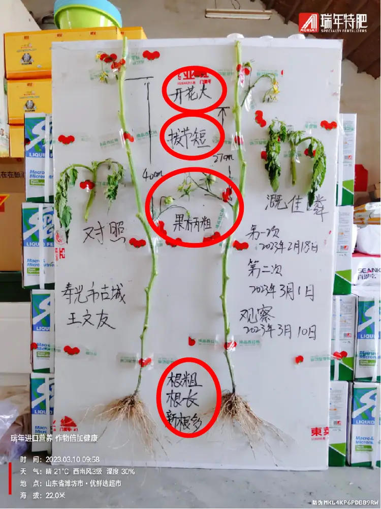 溉佳磷番茄试验：开花大、果柄粗、新根多
