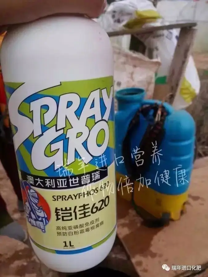 云南菜农使用铠佳620，有效预防霜霉病