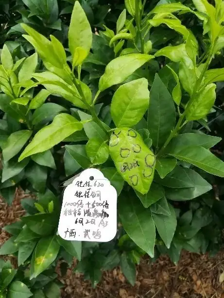 铠佳620+铠佳铜 强强联手 共抗溃疡