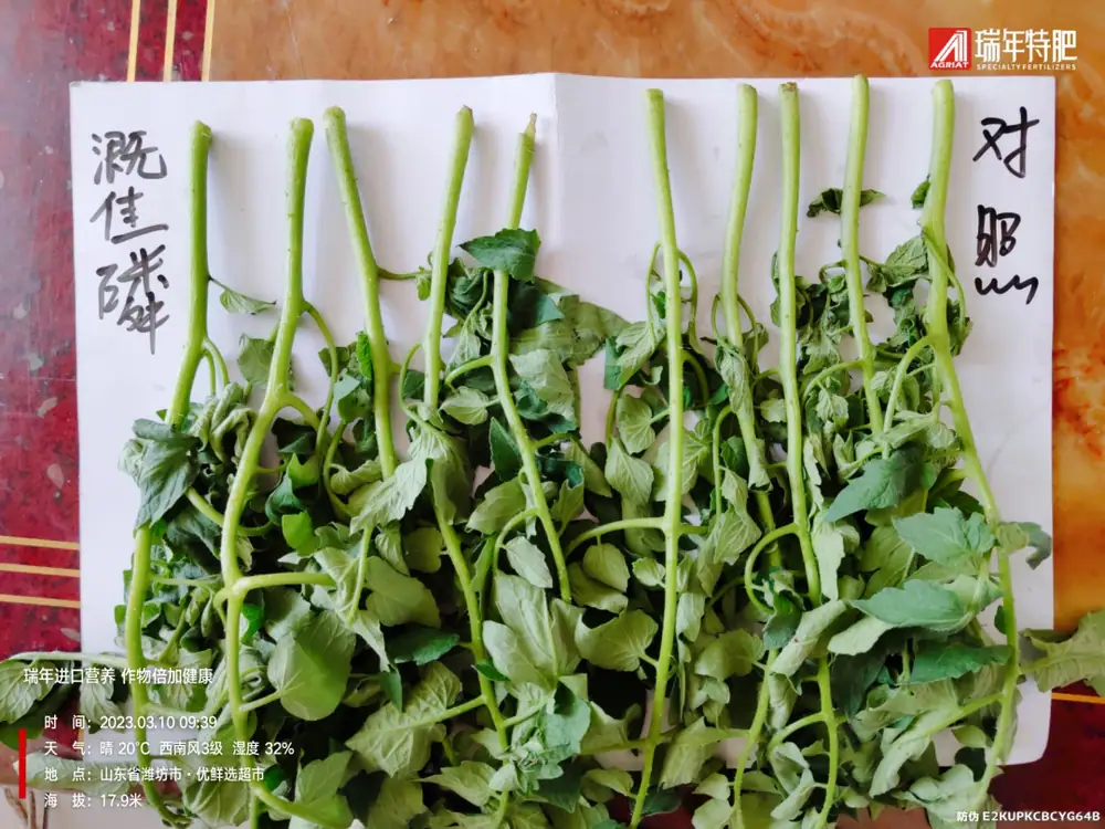 溉佳磷番茄试验:开花大、果柄粗、新根多