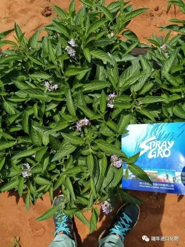 骄阳夏日，杭州瑞年为广大种植户提供技术服务