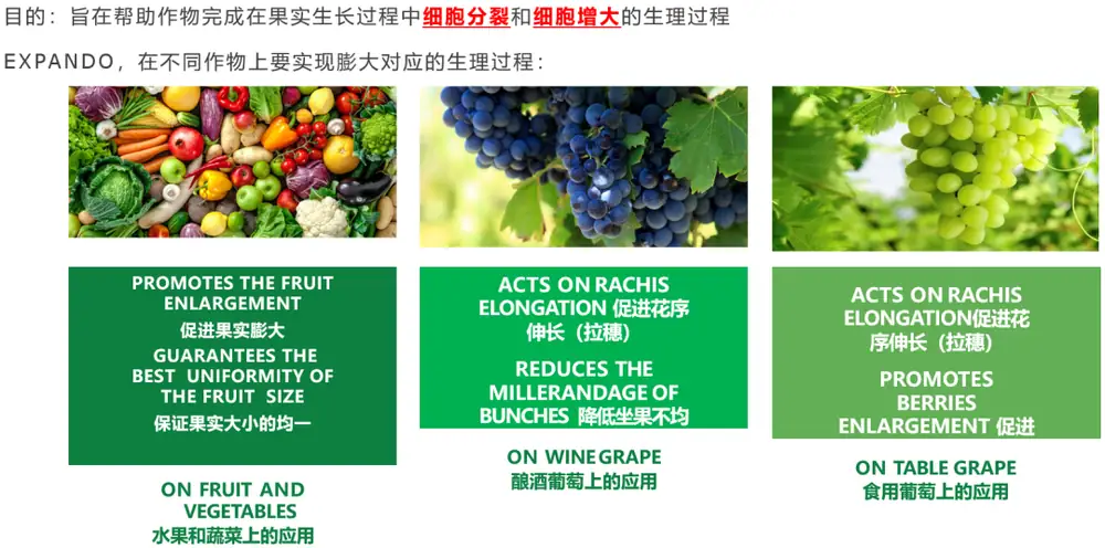 益膨达——果实自然膨大，更多A级果