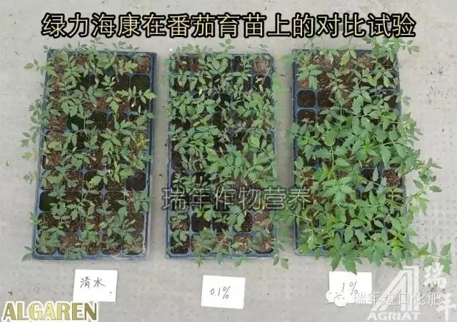 [试验]绿力海康能有效促进番茄苗根系生长，提高苗的强壮性