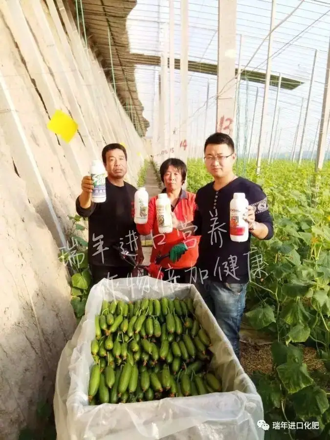 寿光菜农使用瑞年进口营养套餐获得好收成