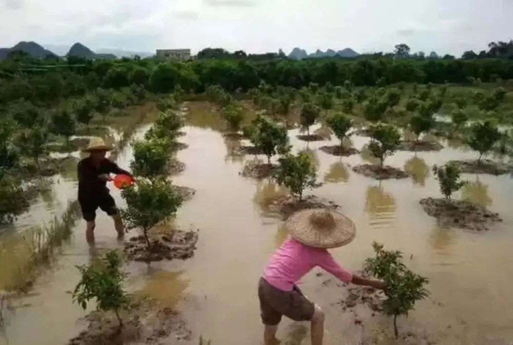 暴雨过后如何生产自救，这里有你需要知道的