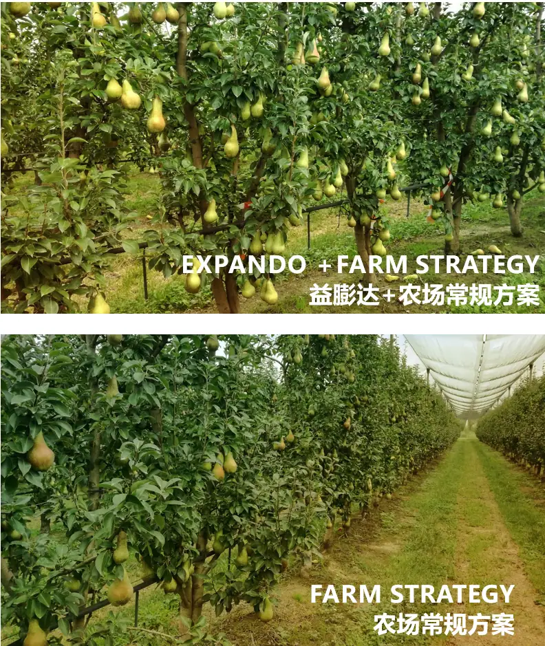 益膨达——果实自然膨大，更多A级果