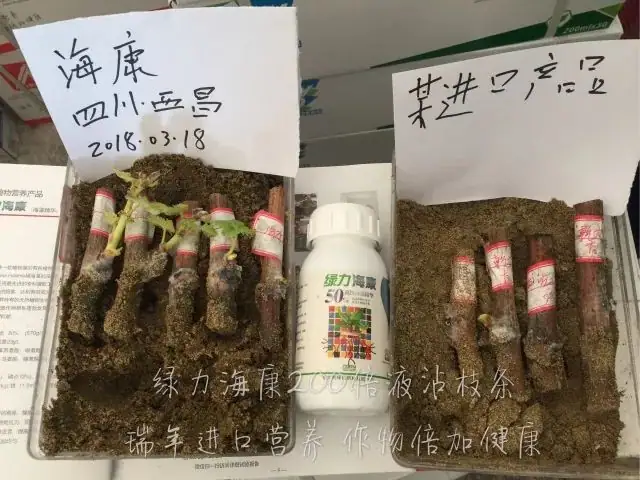 用绿力海康葡萄枝条爆发式生根