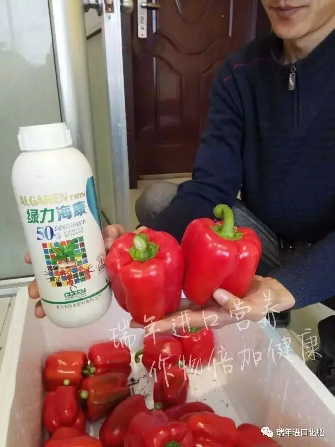 寿光菜农使用瑞年进口营养套餐获得好收成