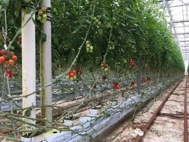 杭州瑞年优秀经销商赴澳大利亚考察现代农业
