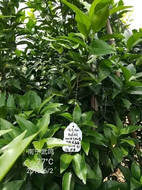 铠佳620+铠佳铜 强强联手 共抗溃疡