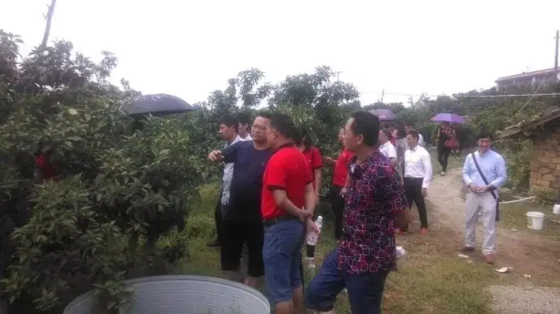 铠佳620-----柑橘李子更丰产  营养防控真是灵