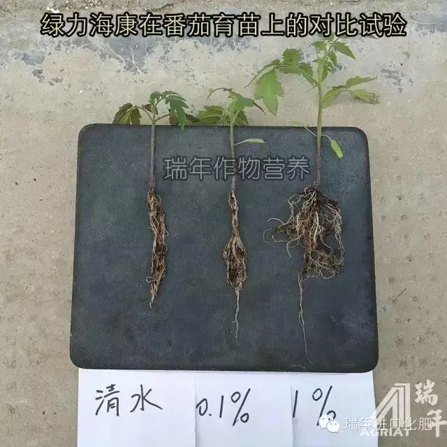 [试验]绿力海康能有效促进番茄苗根系生长，提高苗的强壮性