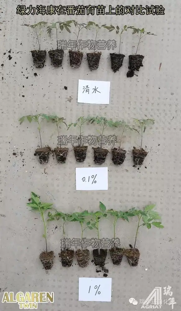 [试验]绿力海康能有效促进番茄苗根系生长，提高苗的强壮性