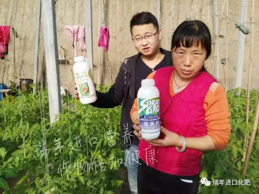 寿光菜农使用瑞年进口营养套餐获得好收成