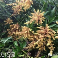 绿力倍健对芒果催花效果显著