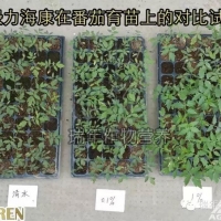 [试验]绿力海康能有效促进番茄苗根系生长，提高苗的强壮性