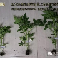 绿力海康在番茄育苗试验2—促生长促开花