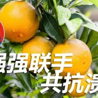 铠佳620+铠佳铜 强强联手 共抗溃疡