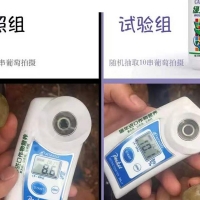 绿力钙富磷葡萄转色增甜试验-实地照片对比
