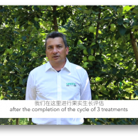 益膨达在意大利苹果园的使用效果，促进果实自然膨大，更优品质，更好色泽