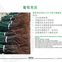 [GREEN SOLUTION]绿力海康的葡萄育苗的方法和效果