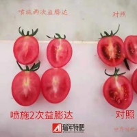 番茄使用益膨达取得显著增重和转色效果